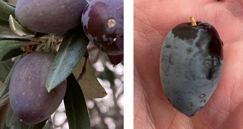 Figure 1: Myrtle-berries, Cyprus, October 2021 